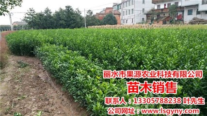 水蜜桃苗种植,果源农业诚信敬业,衢州水蜜桃苗