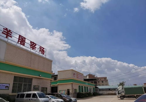 曲靖市麒麟区南片最大的牛羊屠宰厂,供应着市区的农贸市场