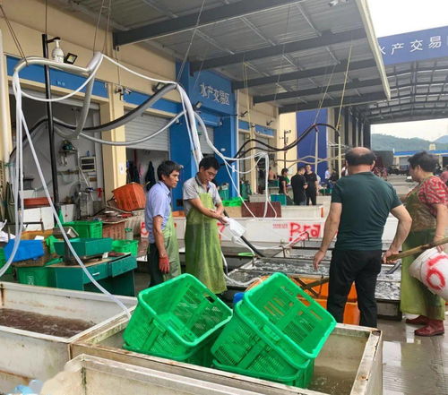 开业半个月,海吉星城农副产品批发市场是一番怎样的景象